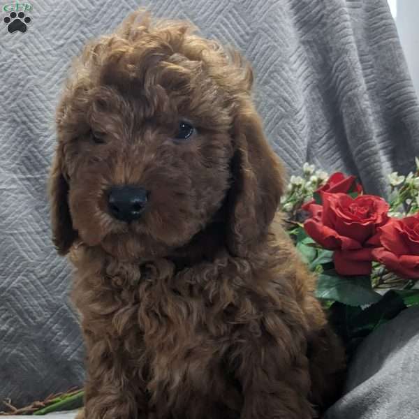 Micah, Mini Goldendoodle Puppy